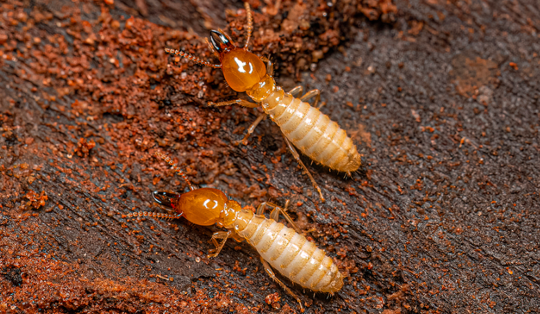 Termite Treatment
